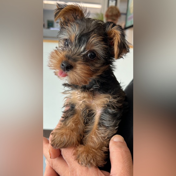 Meet your Posher, Amber - Picture 2 of 3